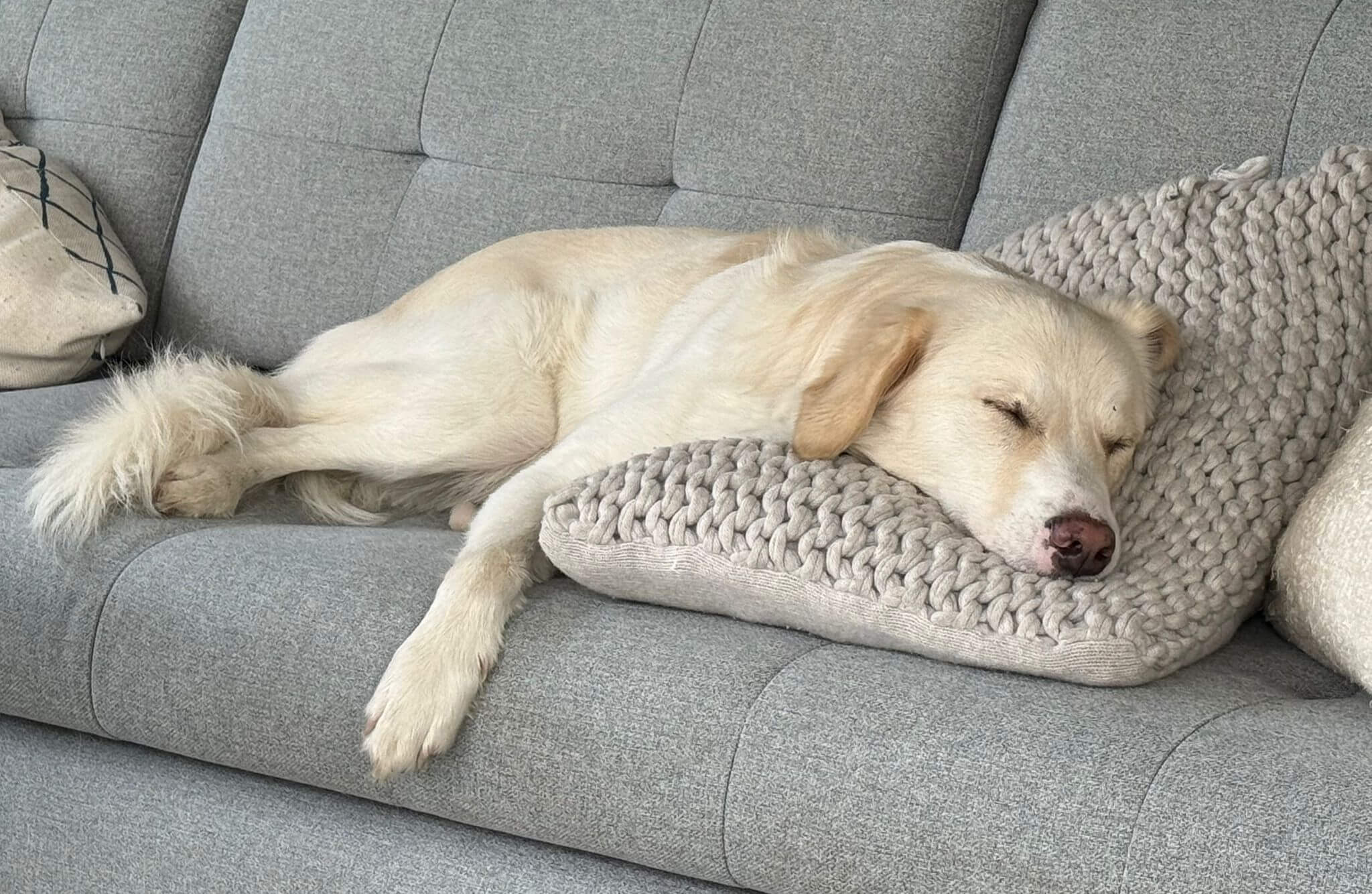 Ollie, de Roemeense straathond reu van 2 jaar_2