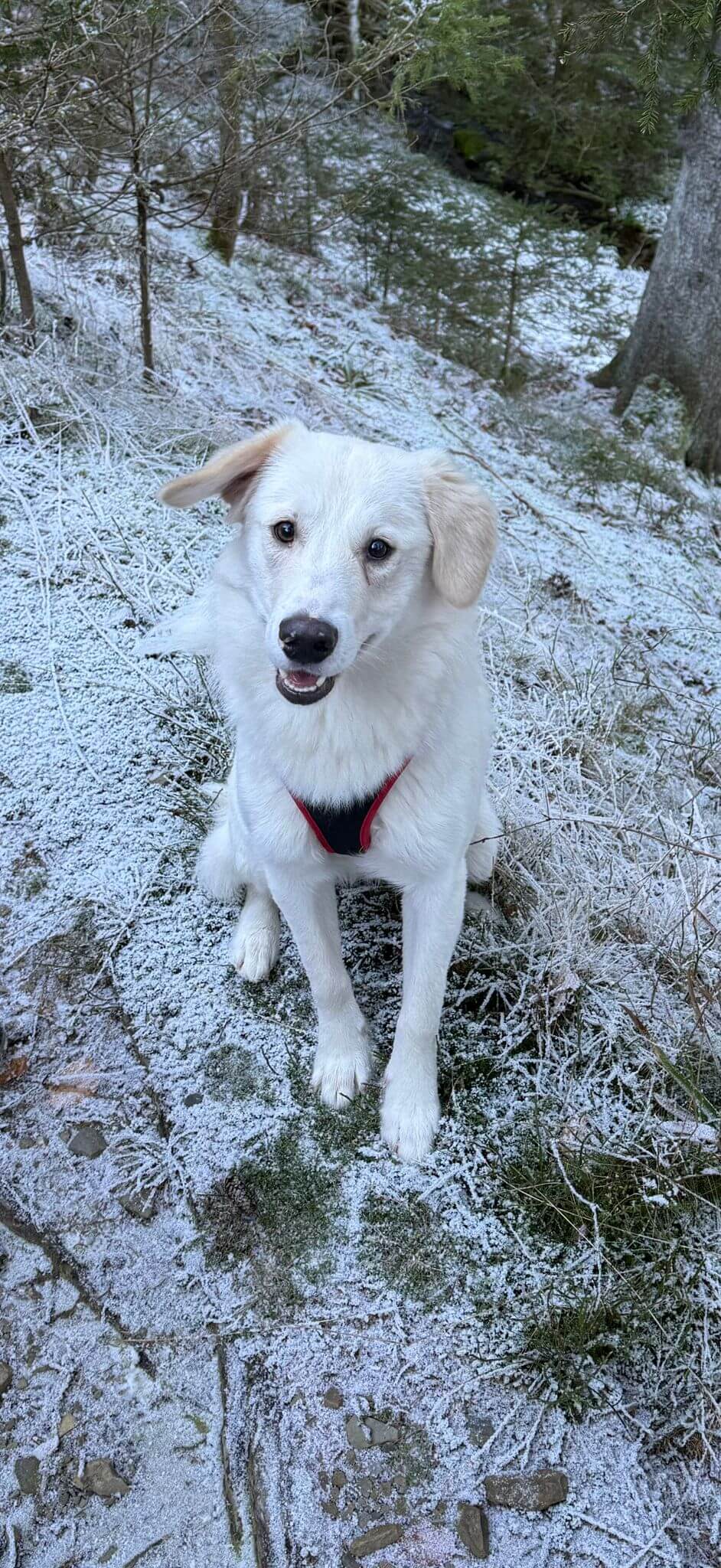 Ollie, de Roemeense straathond reu van 2 jaar_1