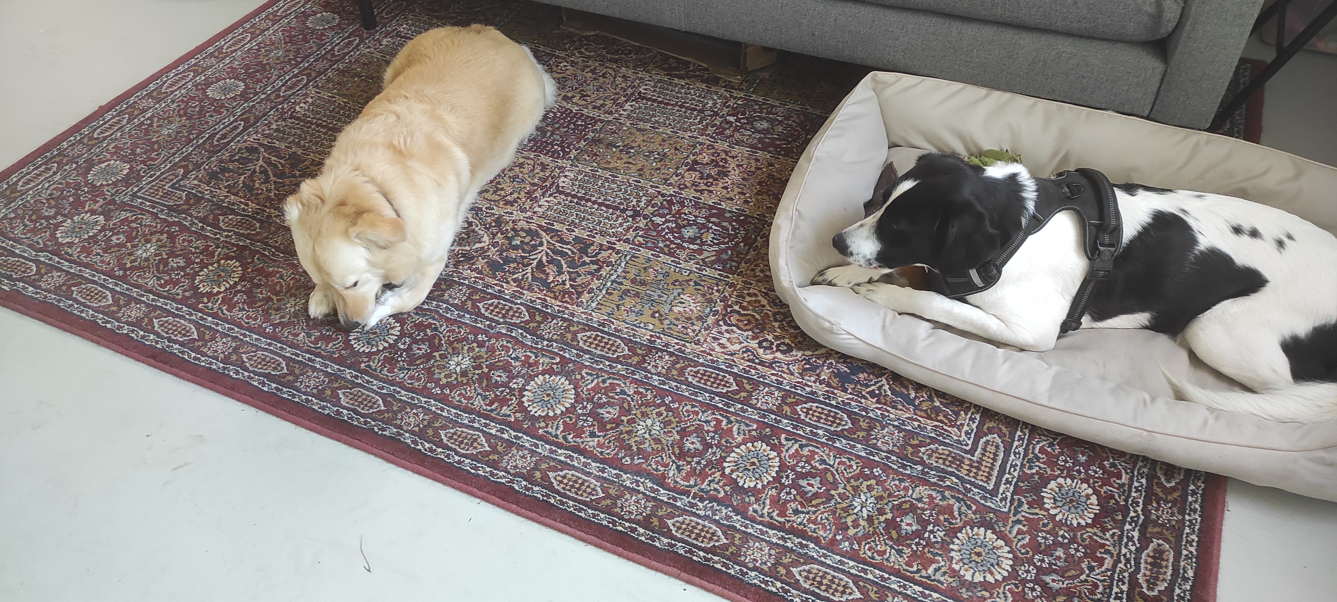 Nola de roemeense straathond, Herplaatsen