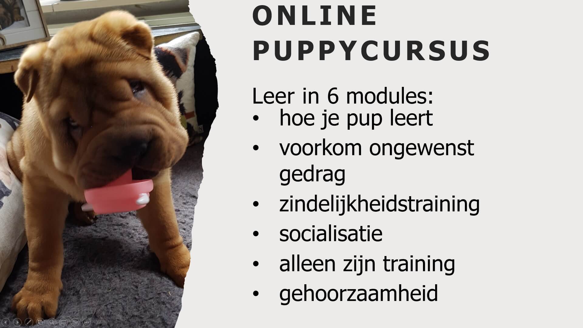 Online puppycursus
