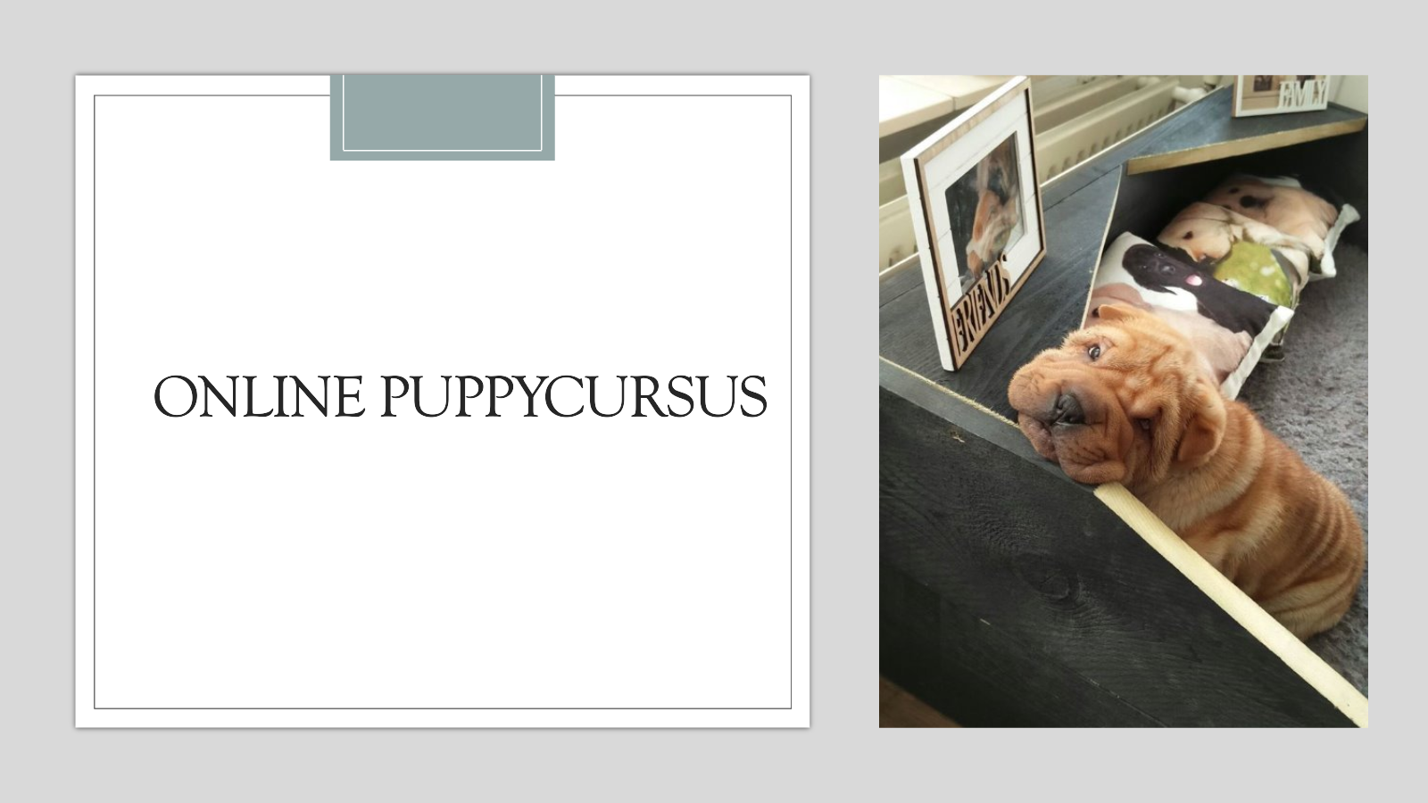 Online puppycursus_1