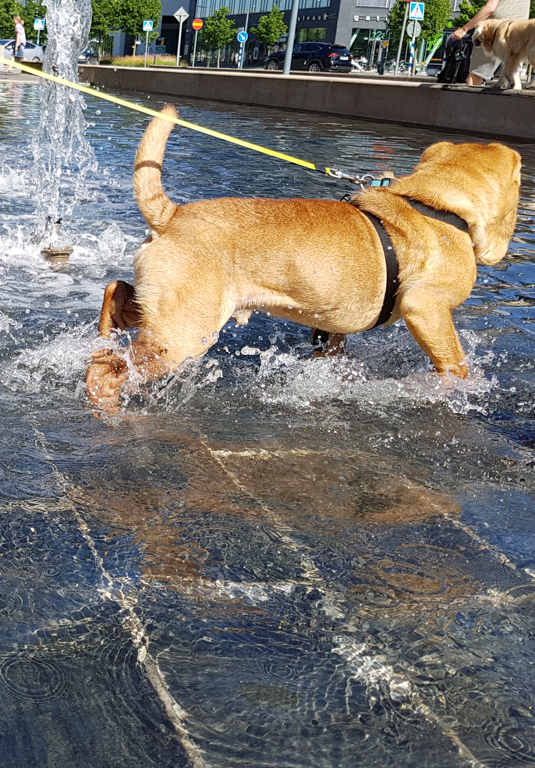 Heerlijk zwemmen is niet alleen verkoelend, maar kan je hond ook oververhitten! _1